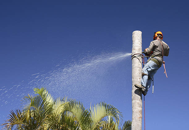 Best Sod Installation  in North Palm Beach, FL